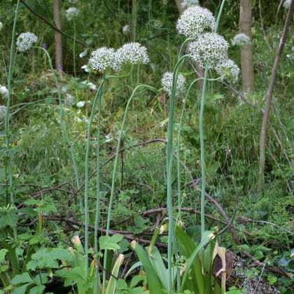 Cesnak okrasný čierny - Allium nigrum - cibuľoviny - 2 ks
