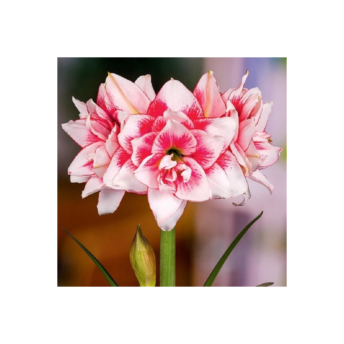 Zornica plnokvetá Elvas - Hippeastrum - cibuľoviny - 1ks