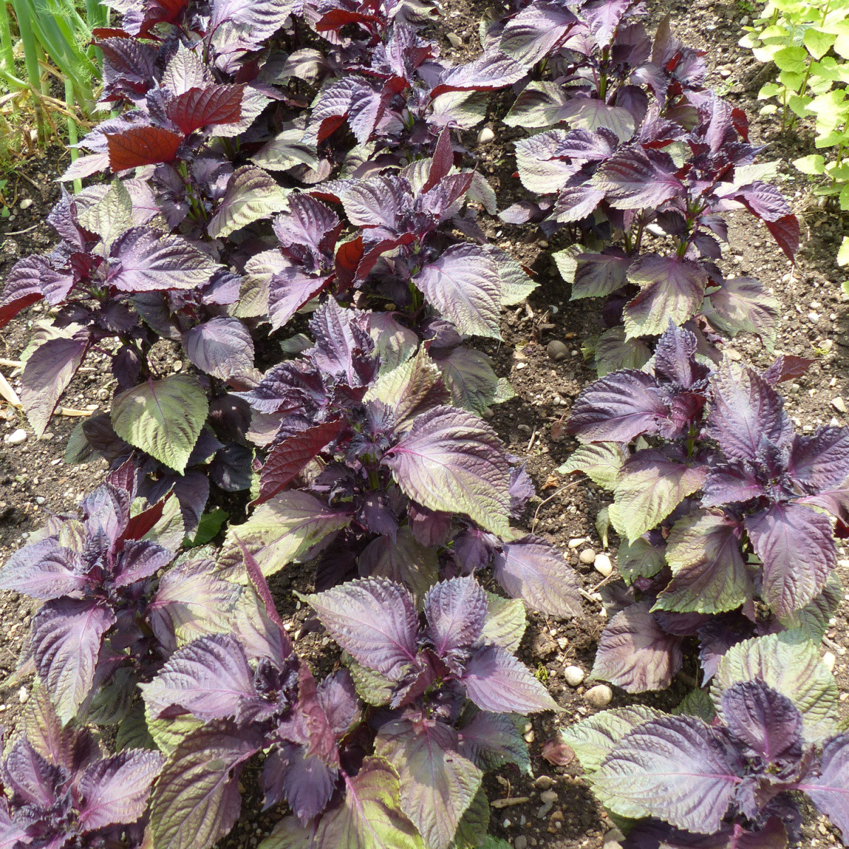 BIO Perilla červená - Perilla frutescens - bio semená - 100 ks