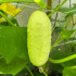 BIO Uhorka poľná White Wonder - Cucumis sativus - bio semená - 10 ks