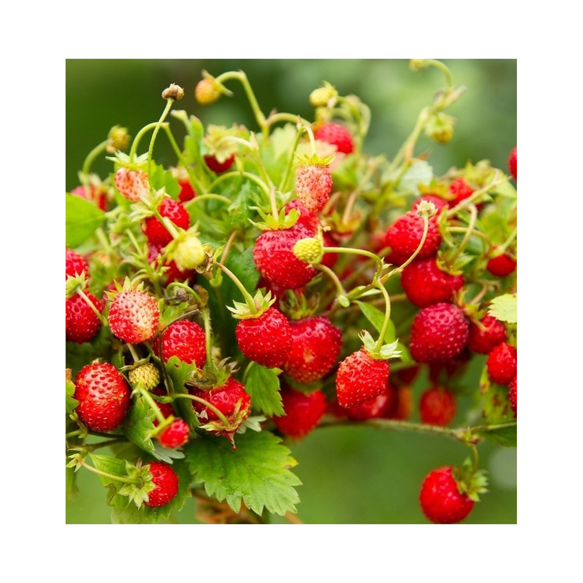 BIO Jahody stáleplodiace Reine des Vallées - Fragaria ananassa - bio semená - 10 ks