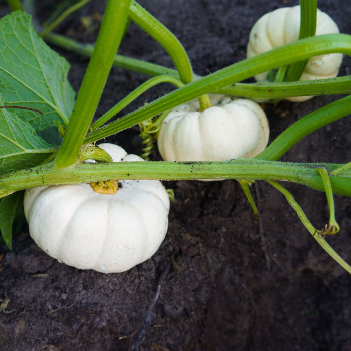 Tekvica okrasná Baby Boo - Cucurbita pepo - semená - 6 ks