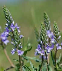 Veronika obyčajná - Veronica chamedrys - semená - 50 ks