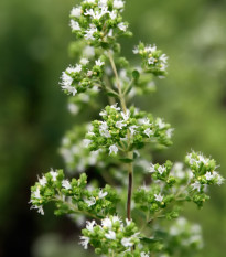 Oregano grécke - Origanum vulgare - semená - 250 ks