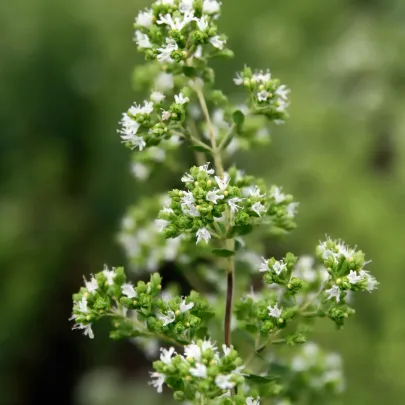 Oregano grécke - Origanum vulgare - semená - 250 ks