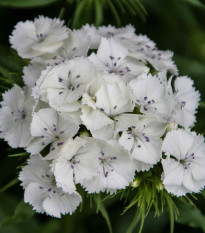 BIO Klinček bradatý Sweet William - Dianthus barbatus - bio semená - 50 ks