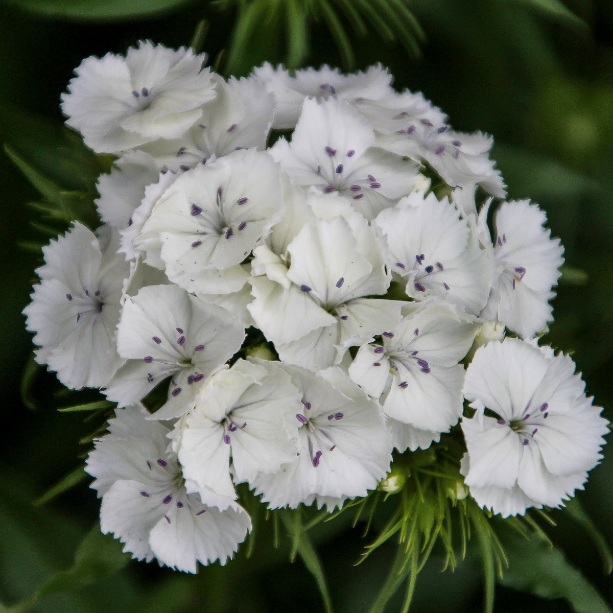 BIO Klinček bradatý Sweet William - Dianthus barbatus - bio semená - 50 ks