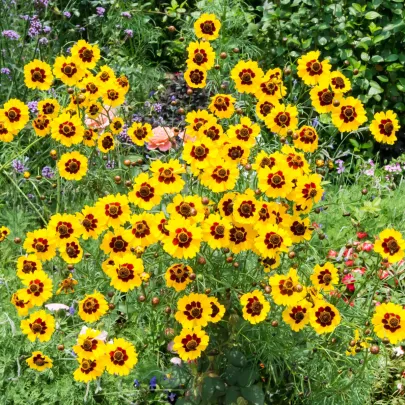 BIO Krásnoočko farebné - Coreopsis tinctoria - bio semená - 50 ks