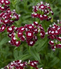 BIO Klinček bradatý Sweet William Chris - Dianthus barbatus - bio semená - 50 ks