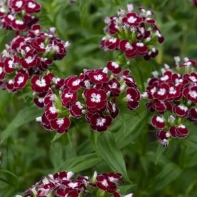 BIO Klinček bradatý Sweet William Chris - Dianthus barbatus - bio semená - 50 ks