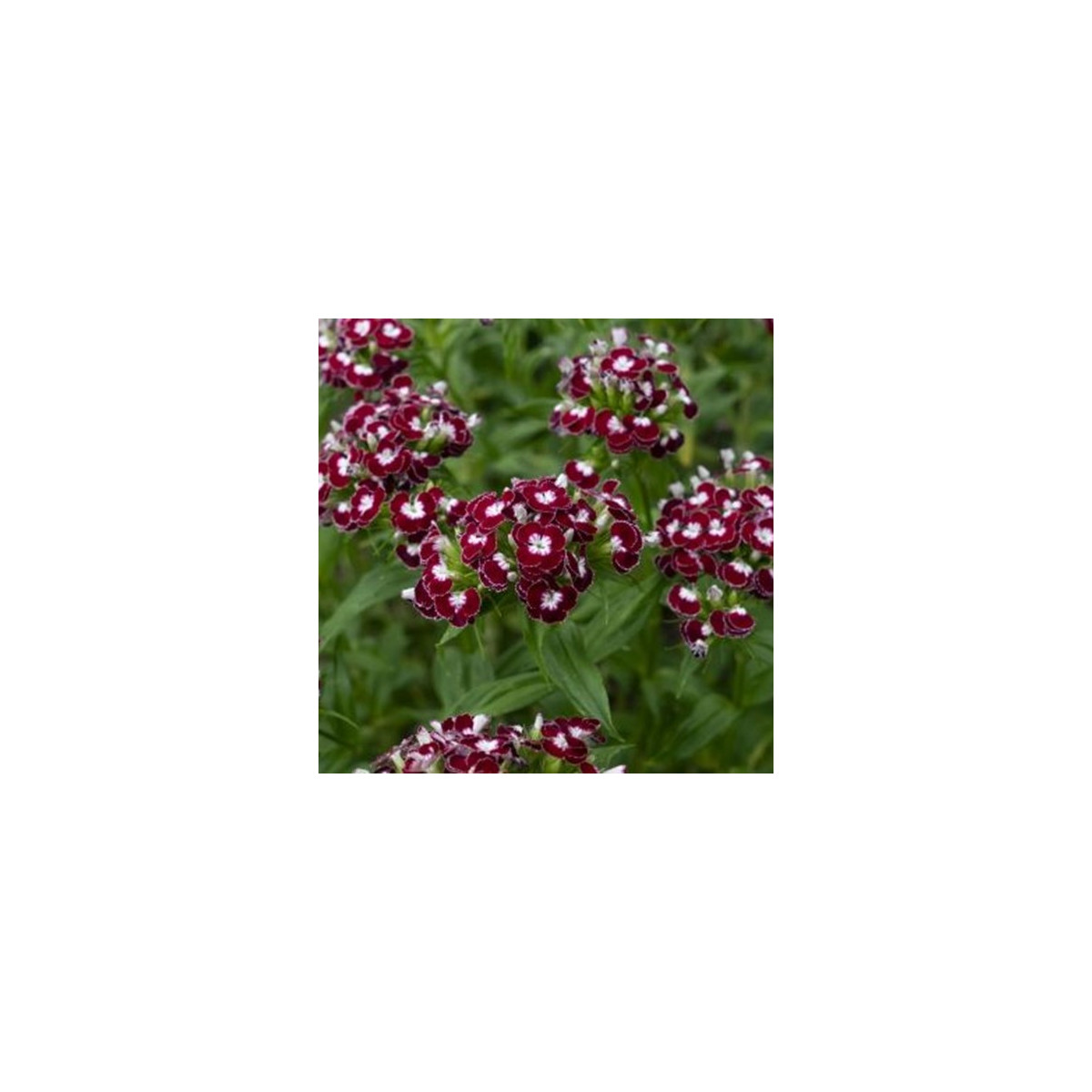 BIO Klinček bradatý Sweet William Chris - Dianthus barbatus - bio semená - 50 ks