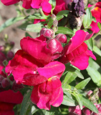 BIO Papuľka väčšia Black Prince - Antirrhinum majus - bio semená - 120 ks