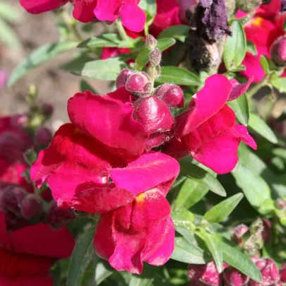 BIO Papuľka väčšia Black Prince - Antirrhinum majus - bio semená - 120 ks