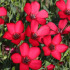BIO Ľan veľkokvetý červený - Linum grandiflorum - bio semená - 120 ks