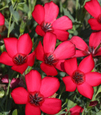 BIO Ľan veľkokvetý červený - Linum grandiflorum - bio semená - 120 ks