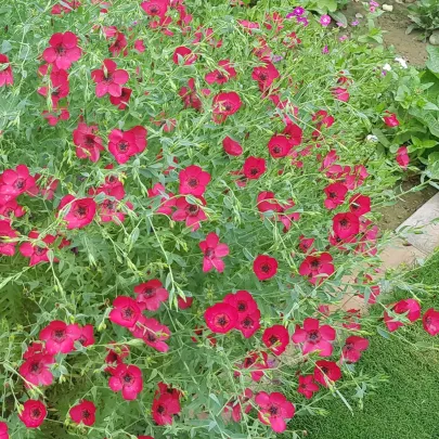 BIO Ľan veľkokvetý červený - Linum grandiflorum - bio semená - 120 ks