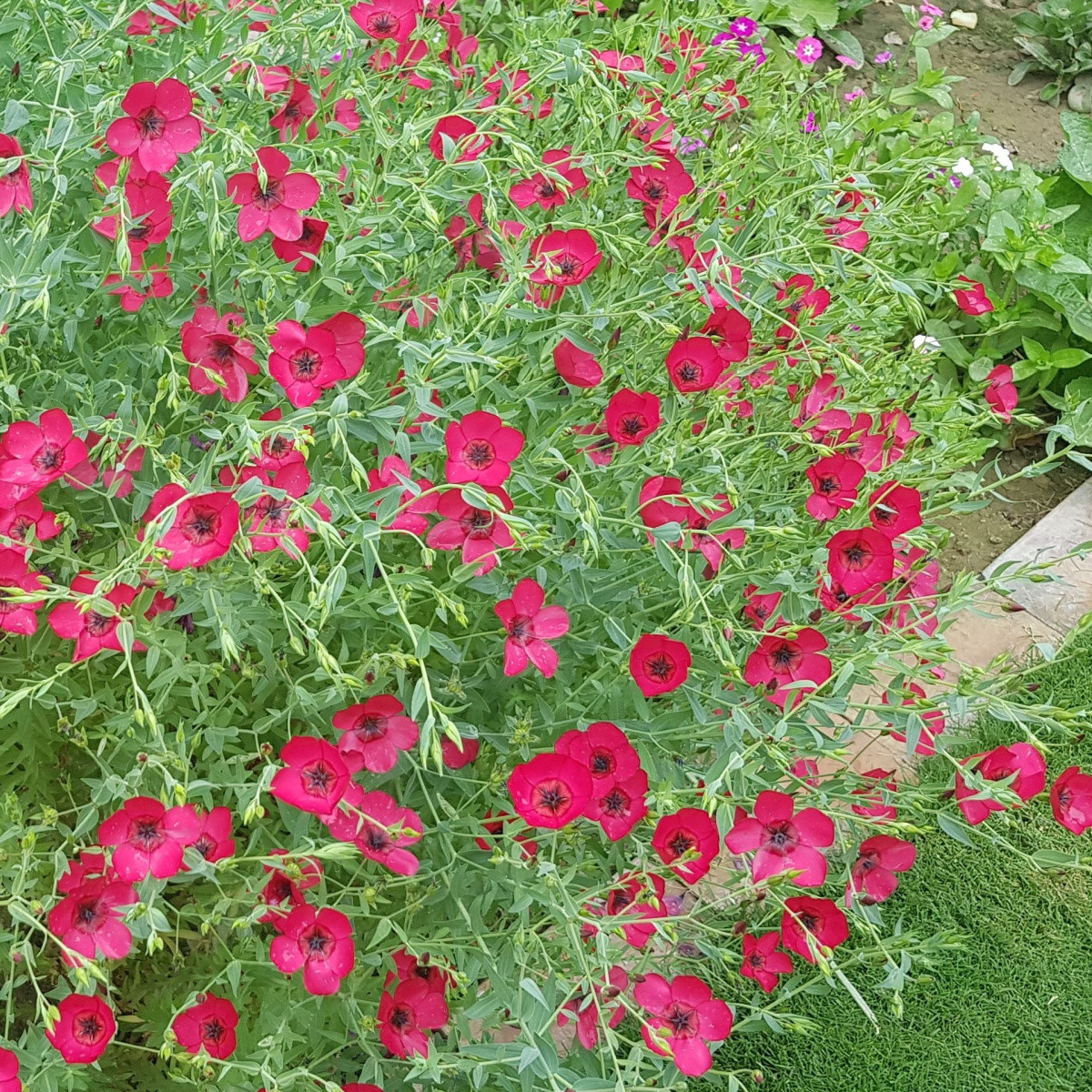 BIO Ľan veľkokvetý červený - Linum grandiflorum - bio semená - 120 ks