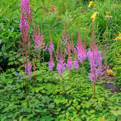 Semená astilba – Astilba čínska fialová – Astilbe chinensis ​
