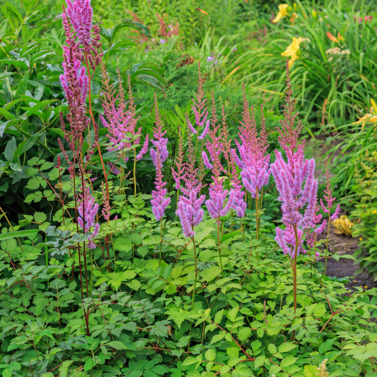 Semená astilba – Astilba čínska fialová – Astilbe chinensis ​
