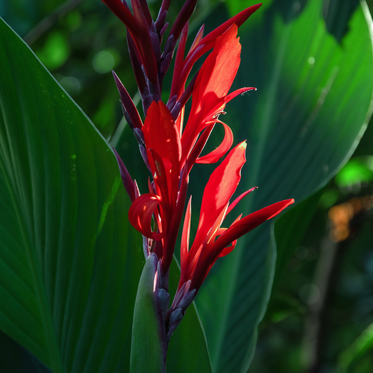 Kanna indická - Canna indica - semená - 6 ks