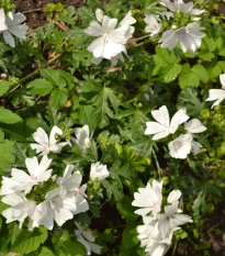 Slez pižmový biely - Malva moschata albumu - semená - 50 ks