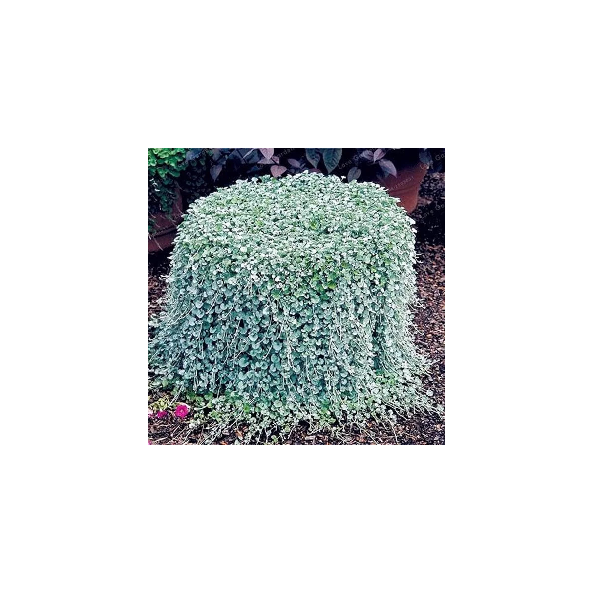 Strieborný dážď Silver Falls - Dichondra emerald - semená - 6 ks