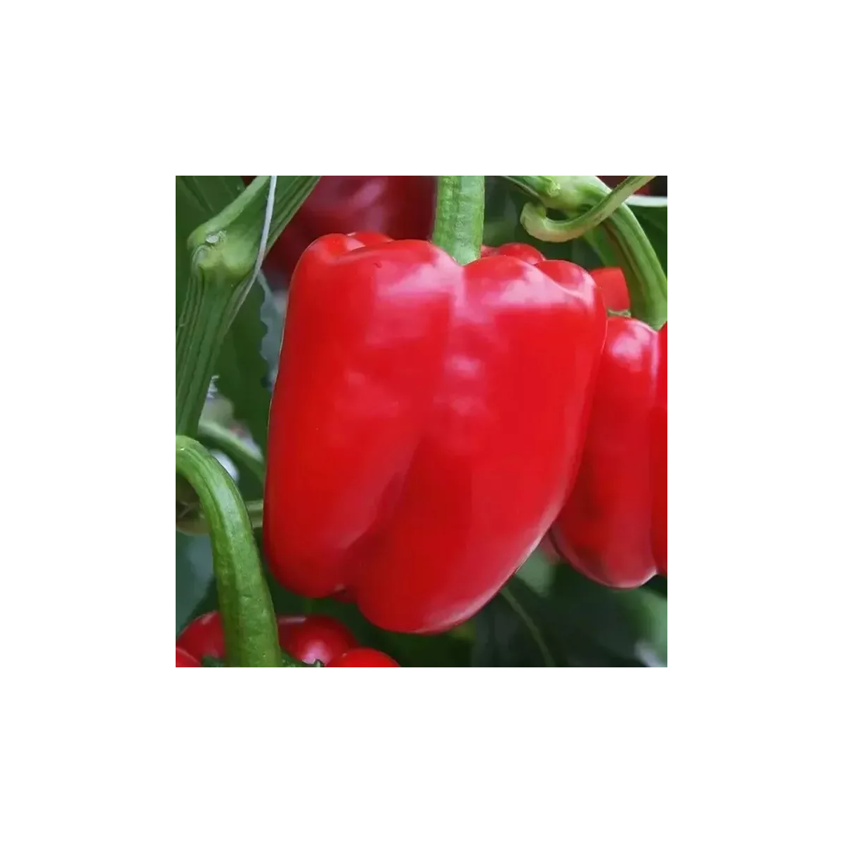 Paprika Beluga Red F1 - Capsicum annuum - semená - 5 ks