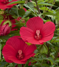 Ibištek bahenný Nippon Red F1 - Hibiscus moscheutos - semená - 5 ks