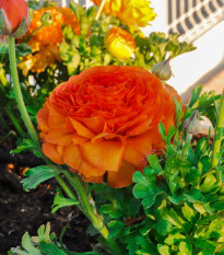 Iskerník plnokvetý oranžový - Ranunculus asiaticus - cibuľoviny - 3 ks