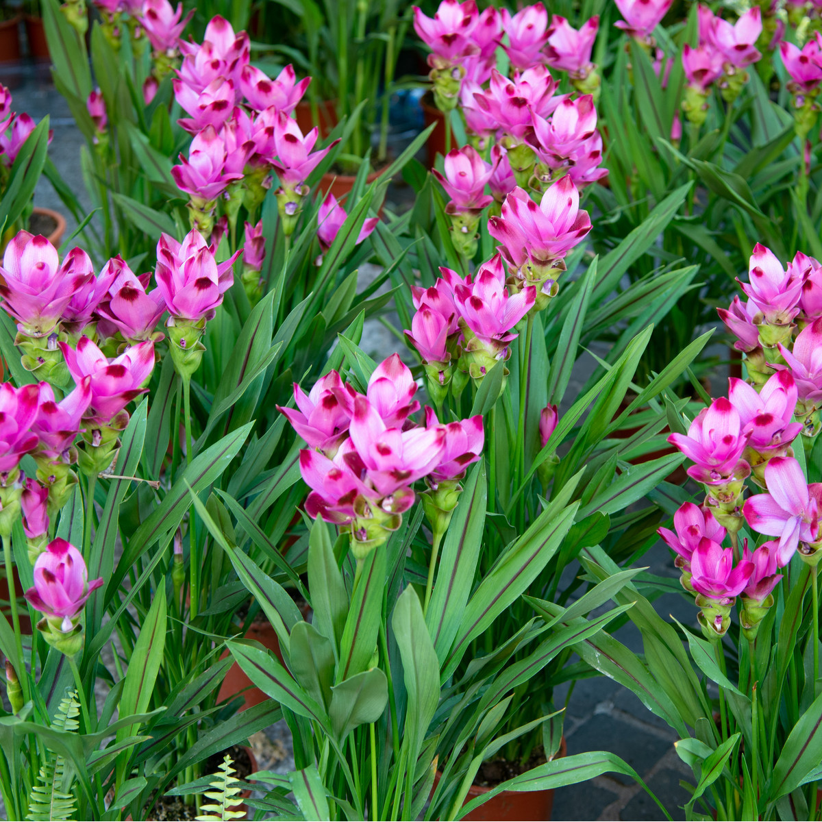 Kurkuma ružová - Curcuma alismatifolia - cibuľoviny - 1 ks