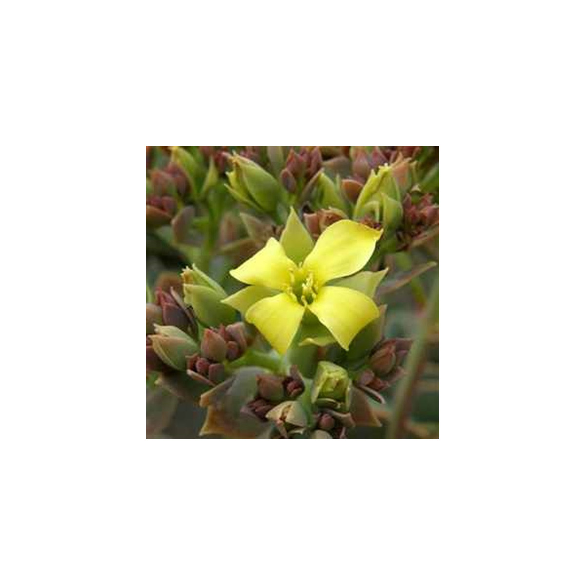 Kolopejka grandiflora - Kalanchoe - semená - 20 ks