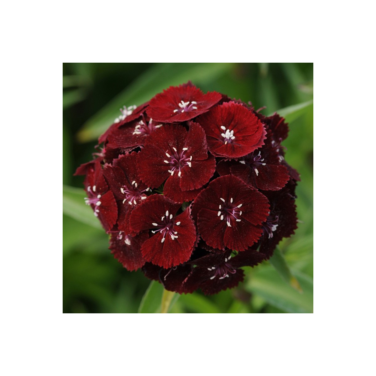 Klinček bradatý Sweet Black Cherry F1 - Dianthus barbatus - semená - 20 ks