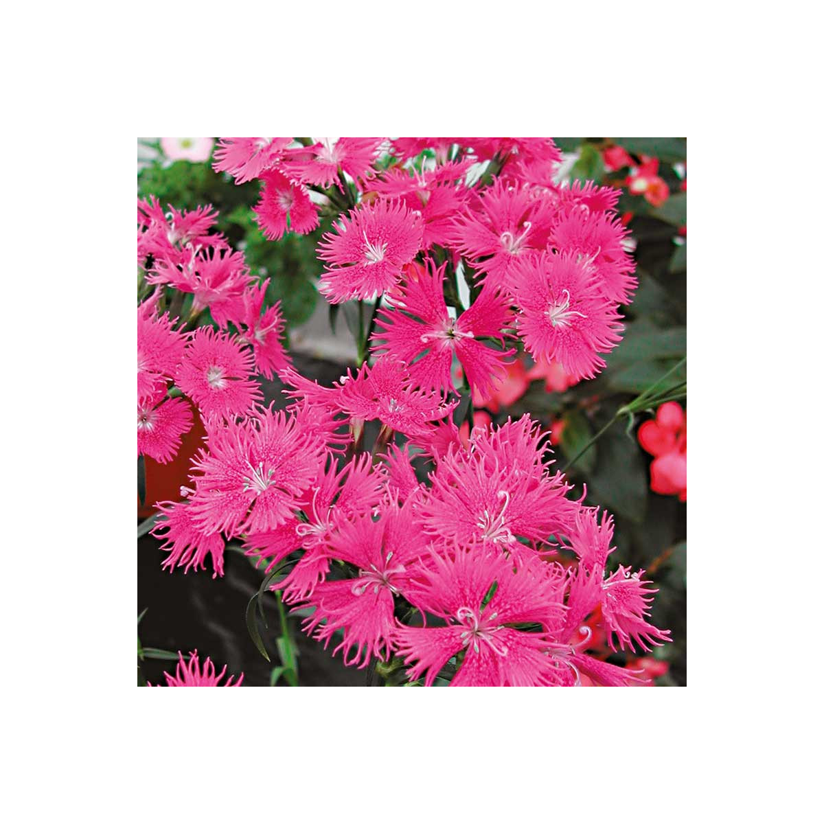 Klinček bradatý Bouquet Purple F1 - Dianthus barbatus - semená - 20 ks