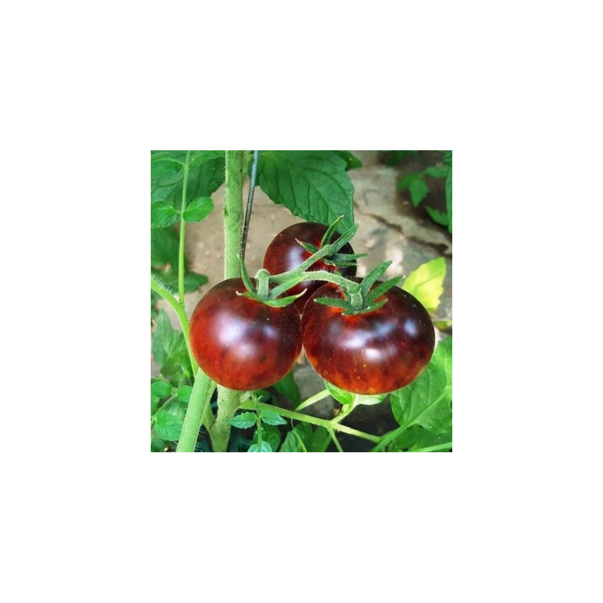 BIO Paradajka Black Trifele - Solanum lycopersicum - bio semená - 7 ks