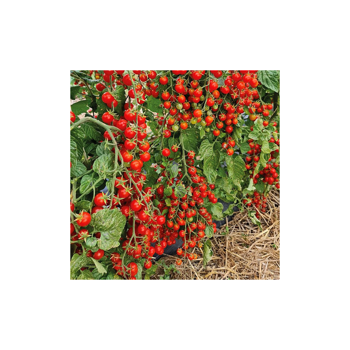 Paradajka Perlino červené F1 - Solanum lycopersicum - semená - 6 ks