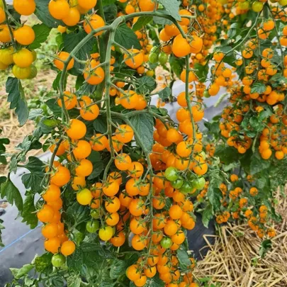 Paradajka Perlino žltá F1 - Solanum lycopersicum - semená - 6 ks