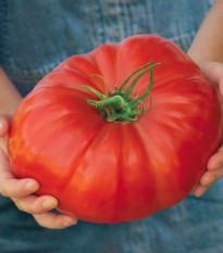 Paradajka Gigantomo - Solanum lycopersicum - semená - 5 ks
