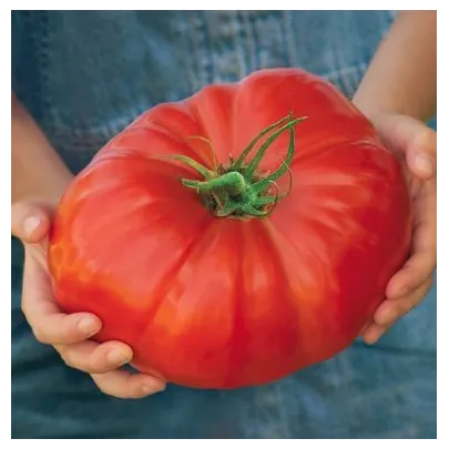Paradajka Gigantomo - Solanum lycopersicum - semená - 5 ks