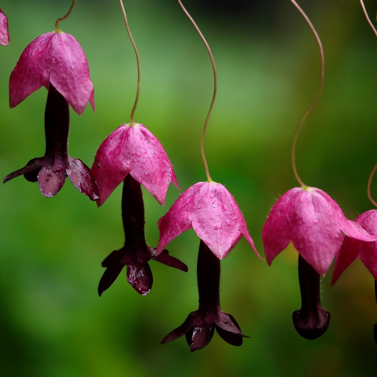 Rodochitón Purple Bells - Rhodochiton atrosanguineus - semená - 6 ks