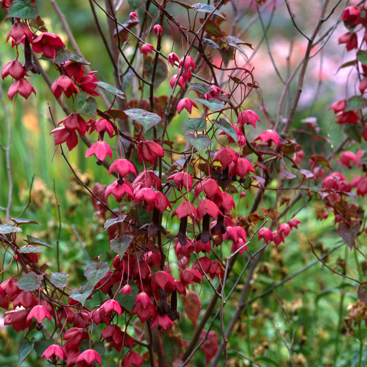 Rodochitón Purple Bells - Rhodochiton atrosanguineus - semená - 6 ks