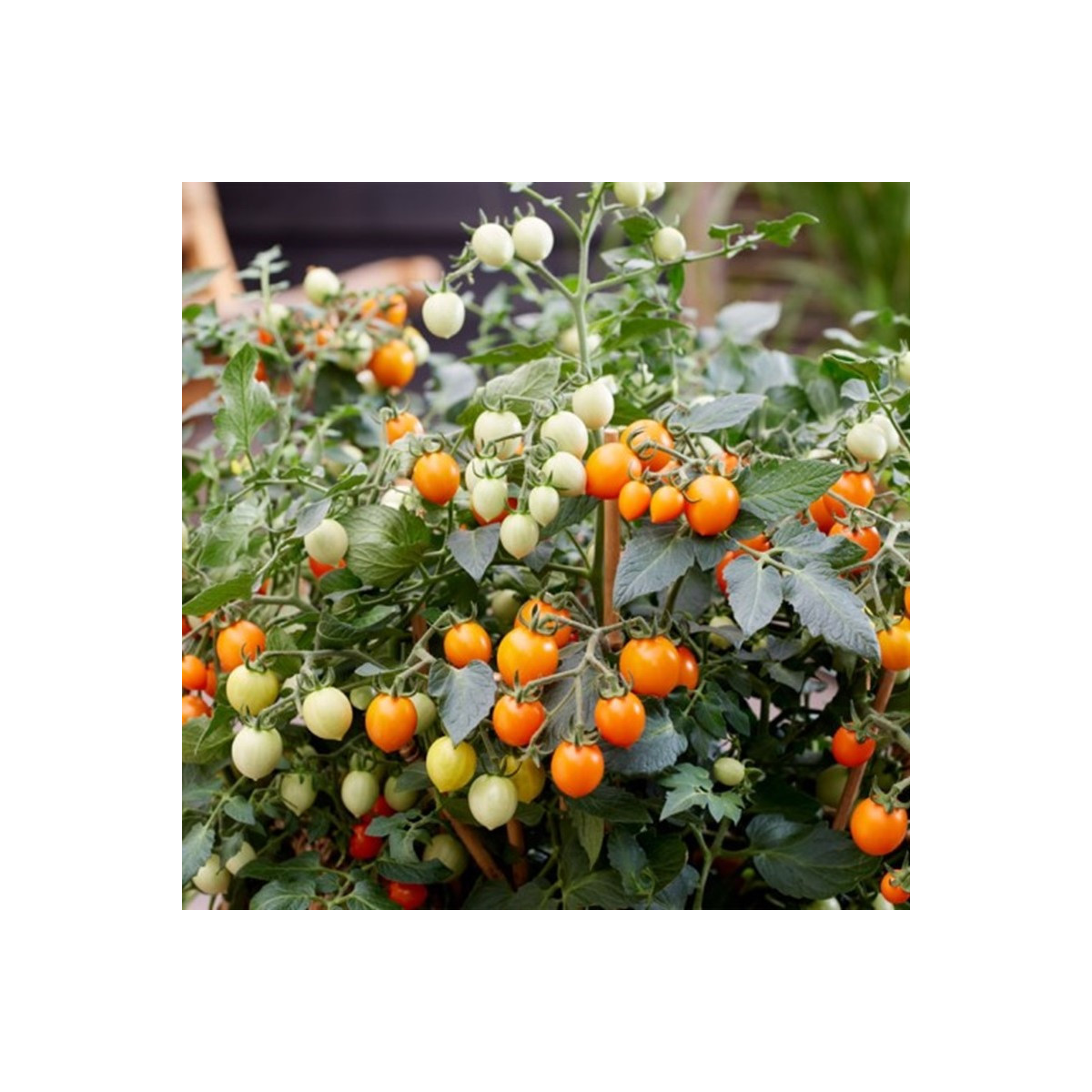 Paradajka Tiny Temptations Orange F1 PhR - Solanum lycopersicum - semená - 5 ks