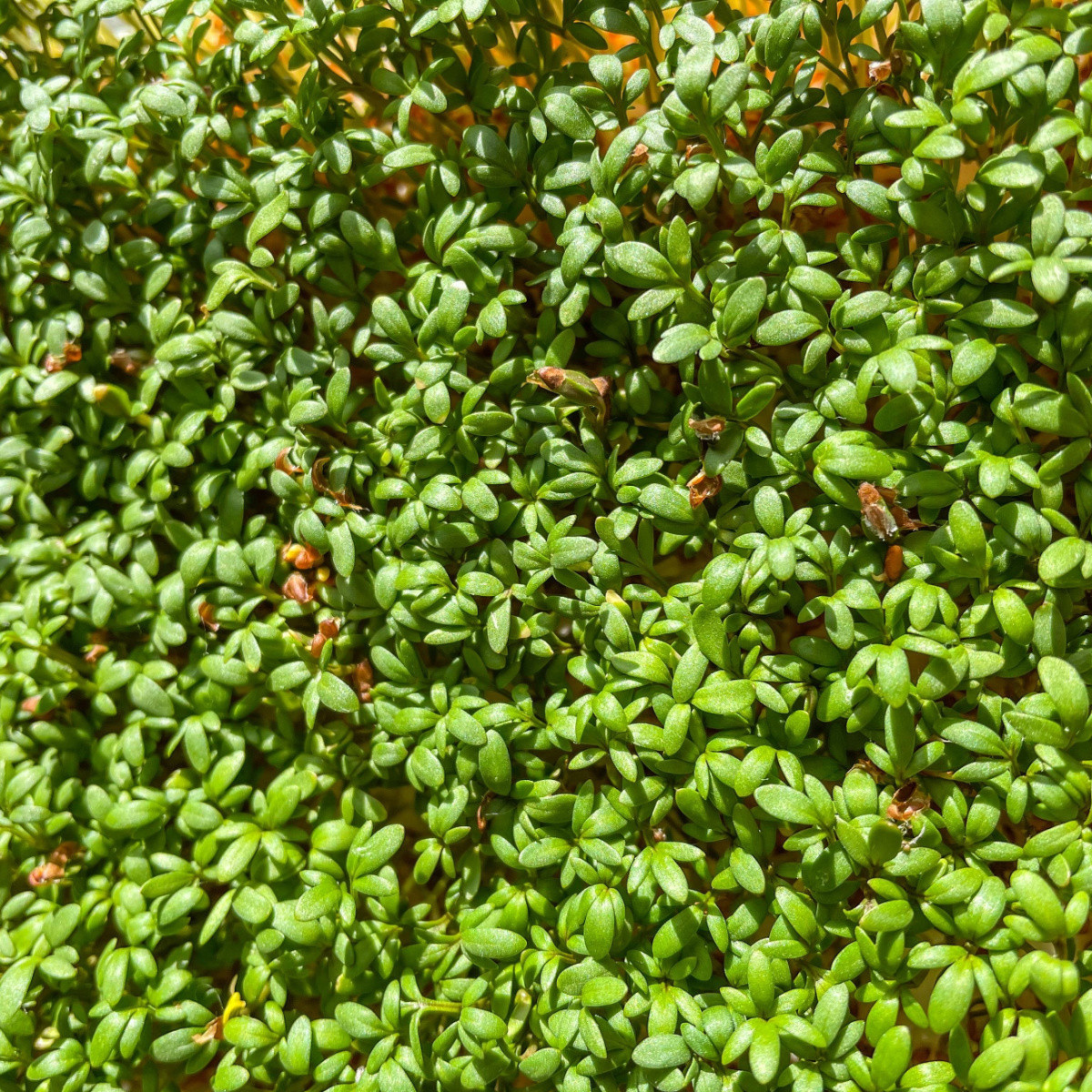 BIO Žerucha Sprint - Lepidium sativum - bio semená - 120 ks