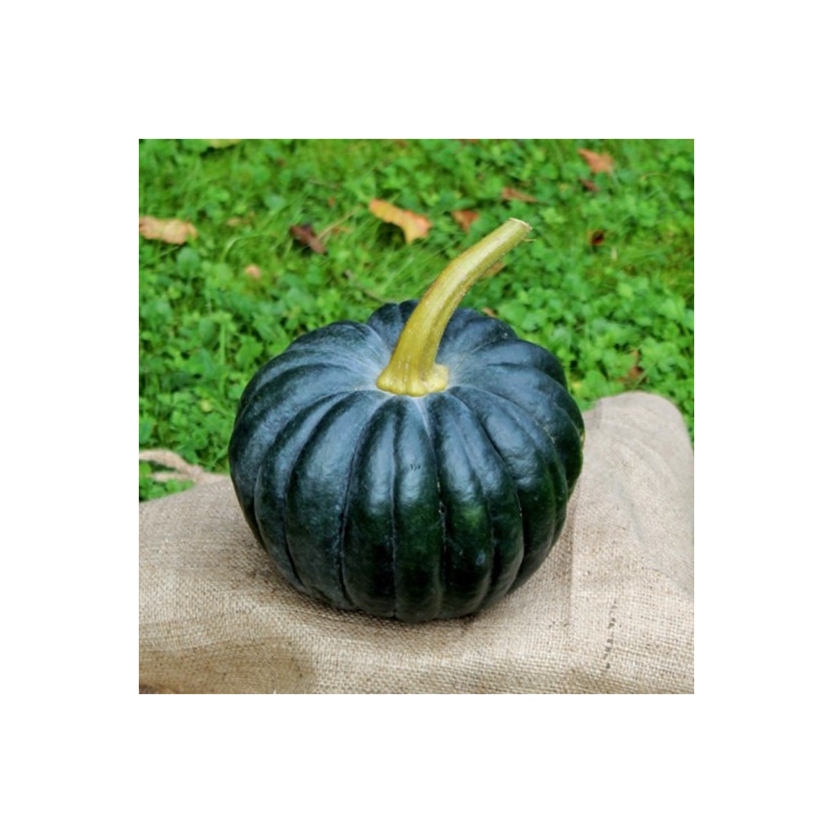 BIO Tekvica Black Futsu - Cucurbita moschata - bio semená - 7 ks