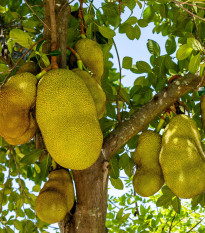 Chlebovník rôznolistý - Artocarpus heterophyllus - semená - 2 ks