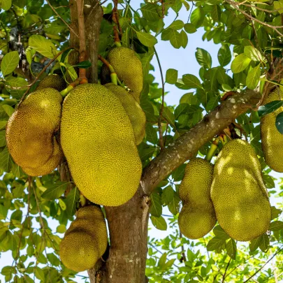 Chlebovník rôznolistý - Artocarpus heterophyllus - semená - 2 ks