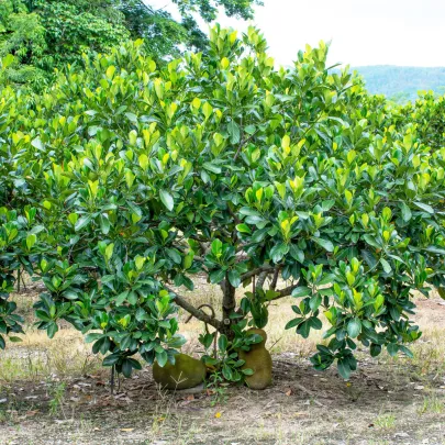 Chlebovník rôznolistý - Artocarpus heterophyllus - semená - 2 ks