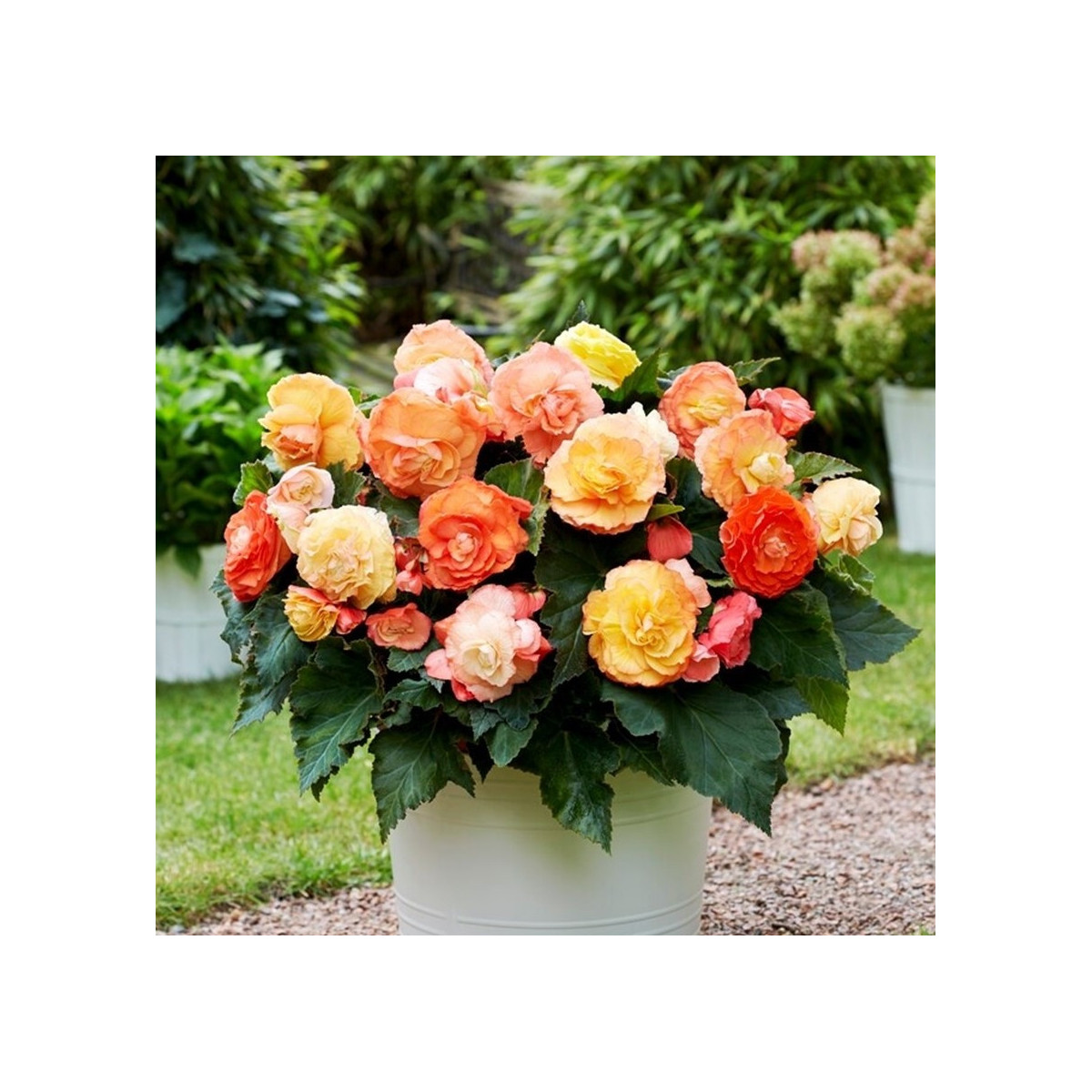 Begónia plnokvetá Bolero - Begonia superba - cibuľoviny - 2 ks