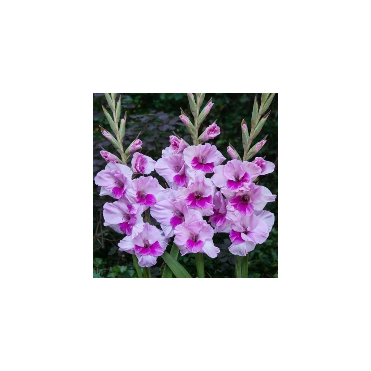 Gladiola Alannah - Gladiolus - cibuľoviny - 3 ks