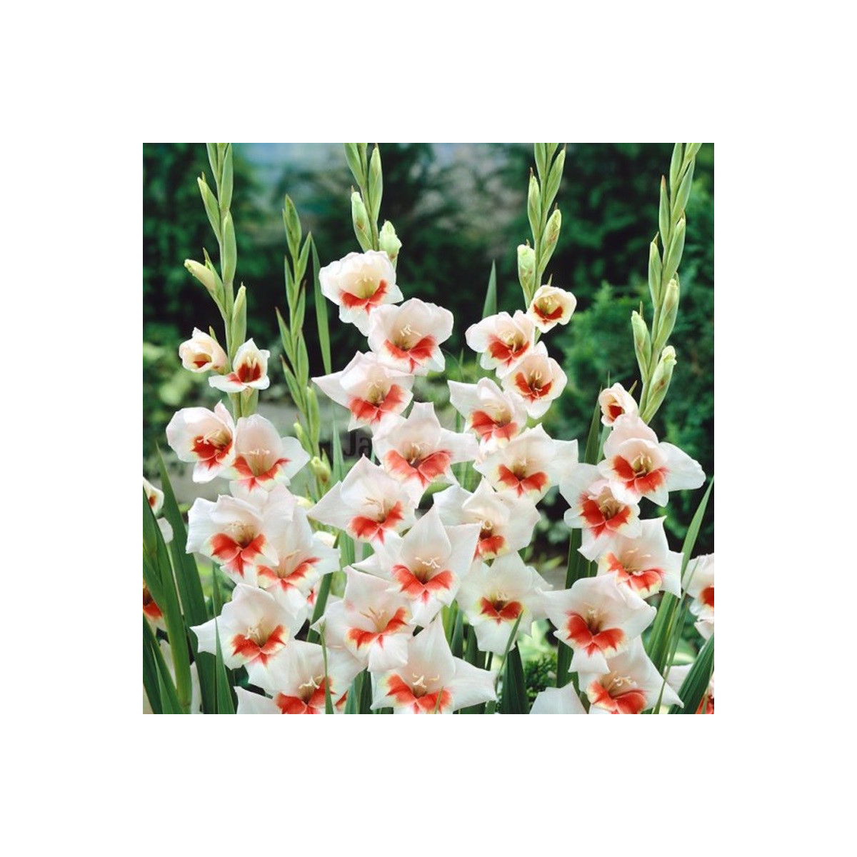 Gladiola Japonica - Gladiolus - cibuľoviny - 3 ks