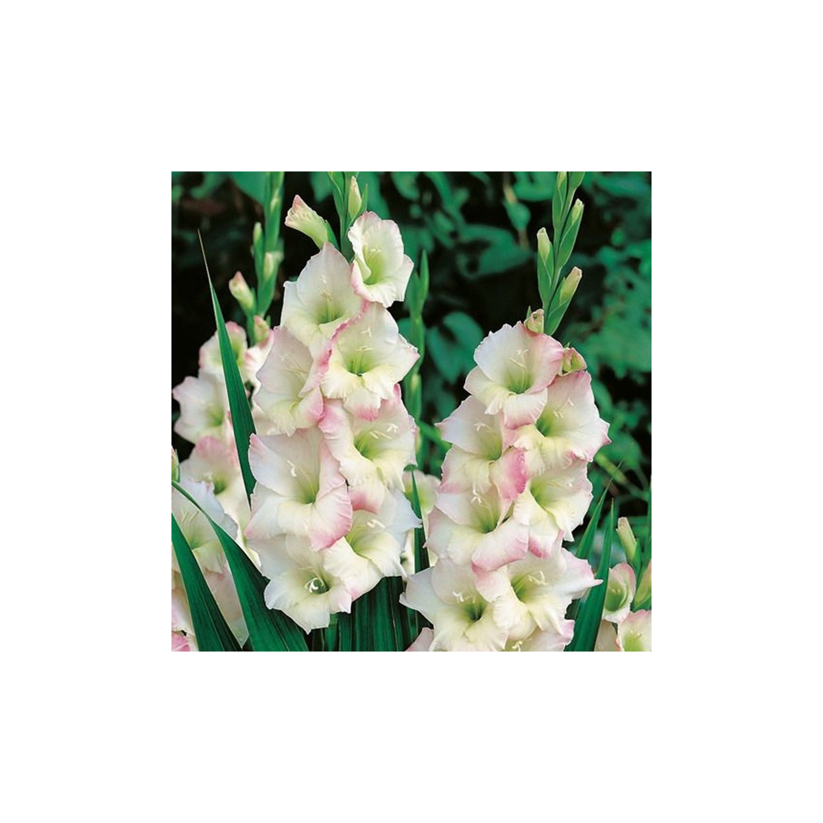 Gladiola Cream Perfection - Gladiolus - cibuľoviny - 3 ks